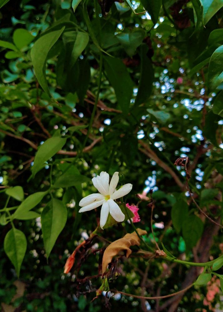 1Mogra, 2 Juhi, 3 Red Flower Vine Cuttings