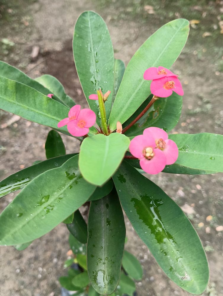 Euphorbia Flower (Pink Color💕)