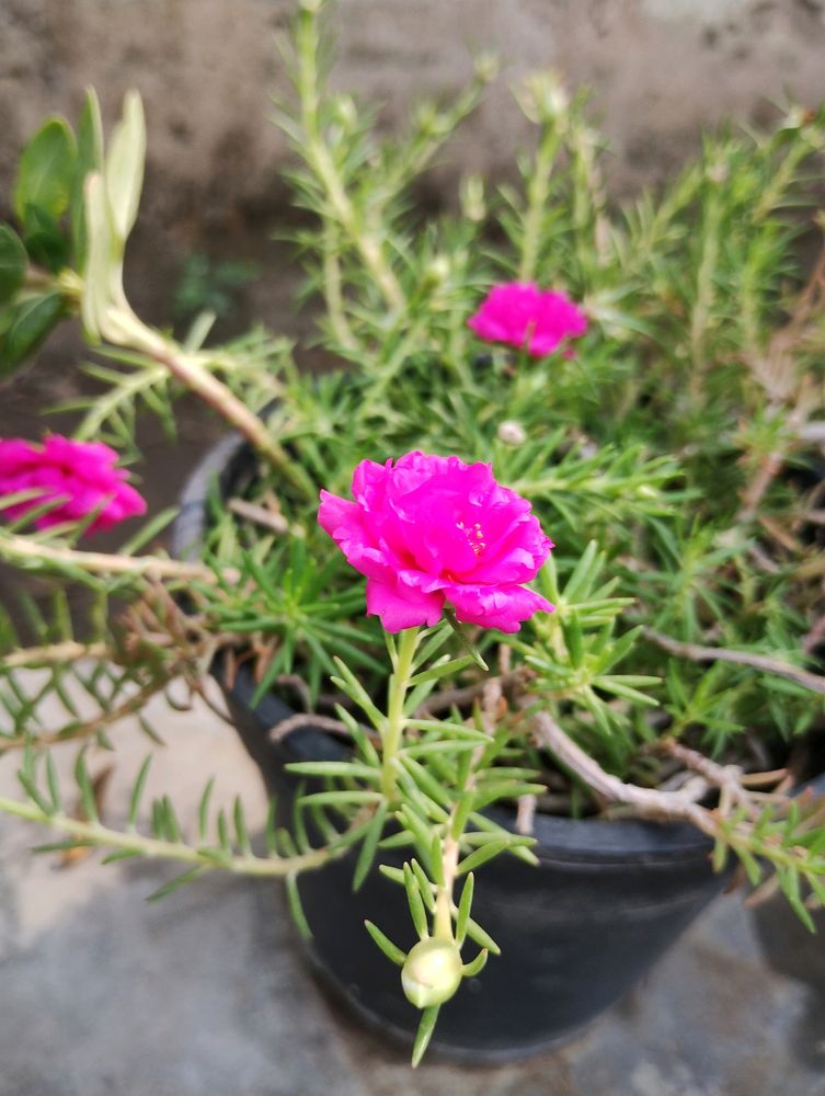 Portulaca Plant