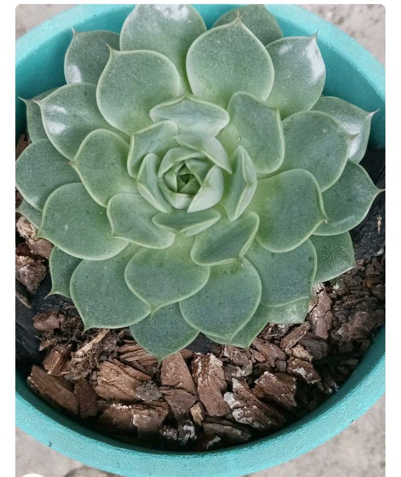 Echeveria