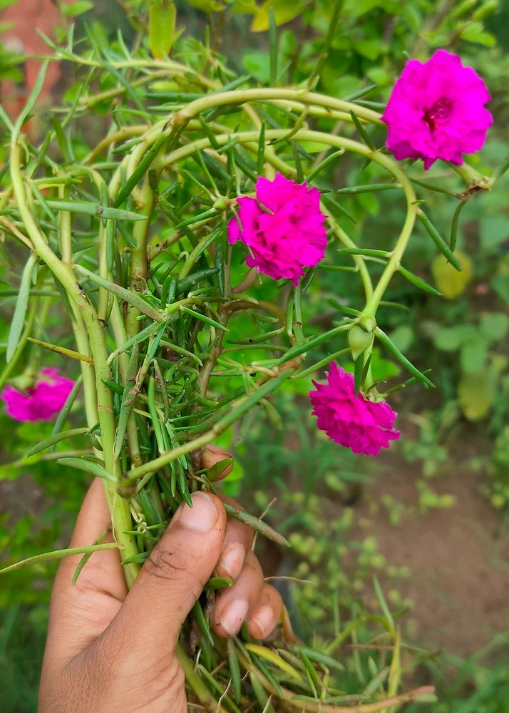 Portulaca Pink