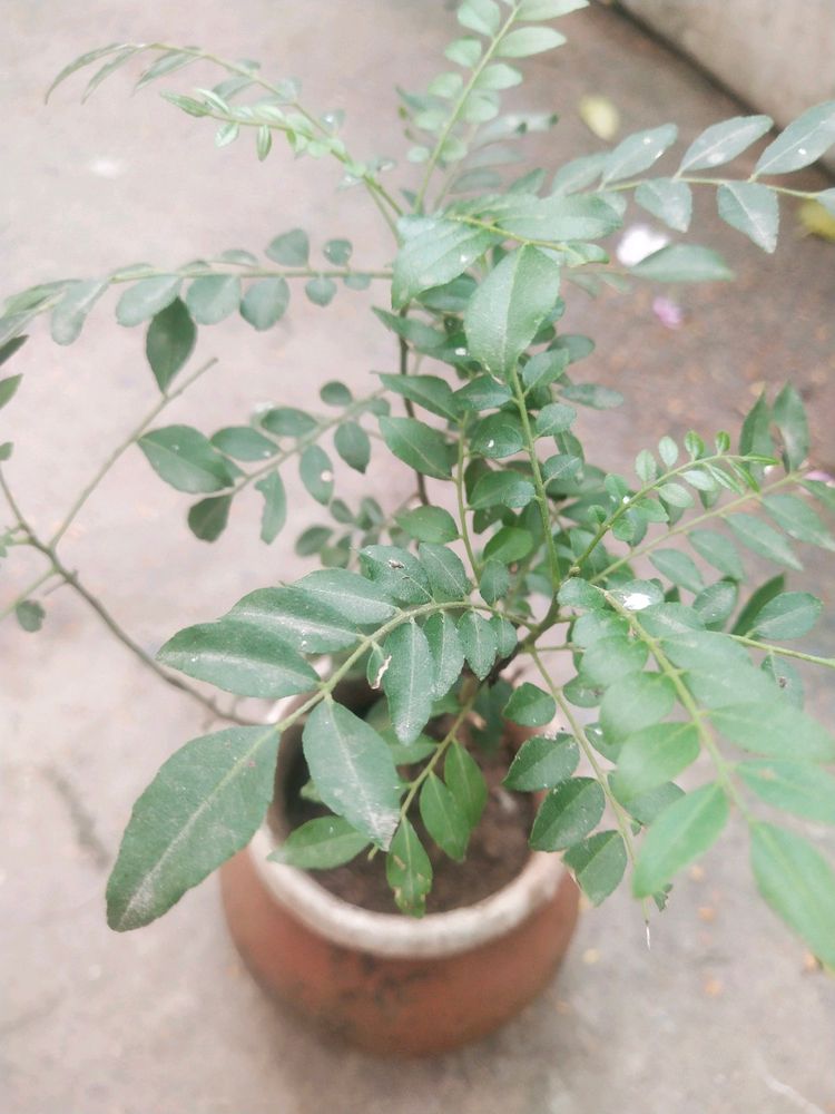 Curry Leaves Healthy Plant With Root