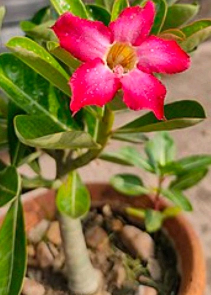 Adenium With Flowerand Buds