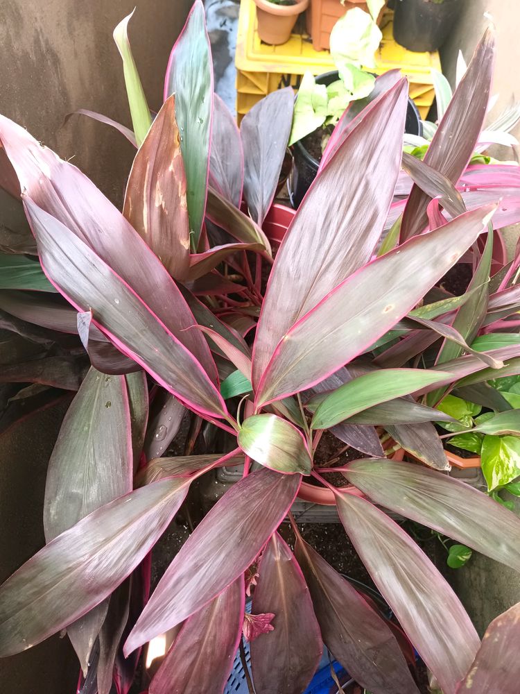 Cordyline Fruticosa Plant+ Caladium Plant Whole