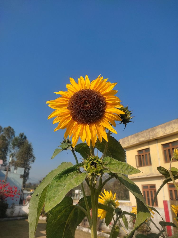 One Flower Of Sunflower (70-80 Seed )