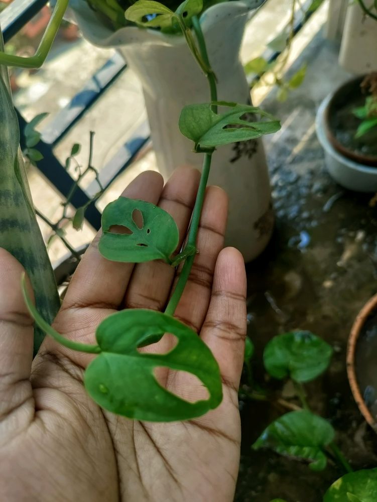 2 Broken Heart Stem Cuttings