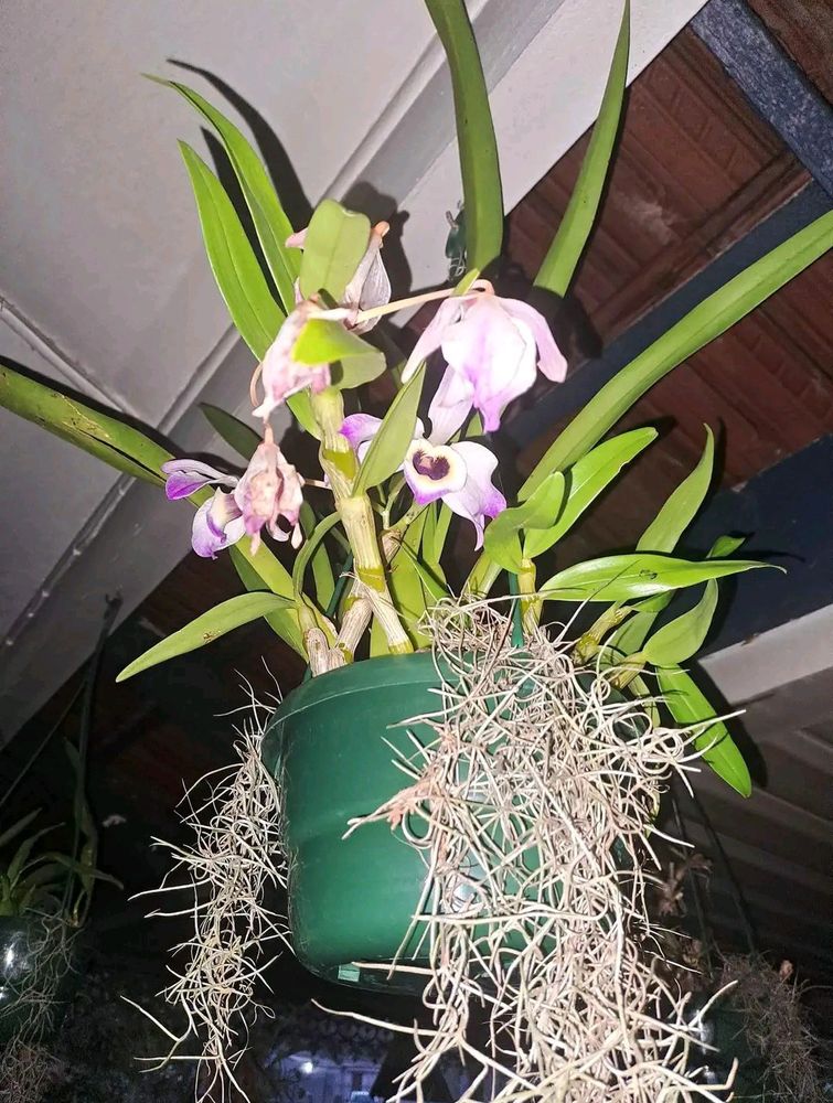 PREMIUM VANDA Orchid Plant