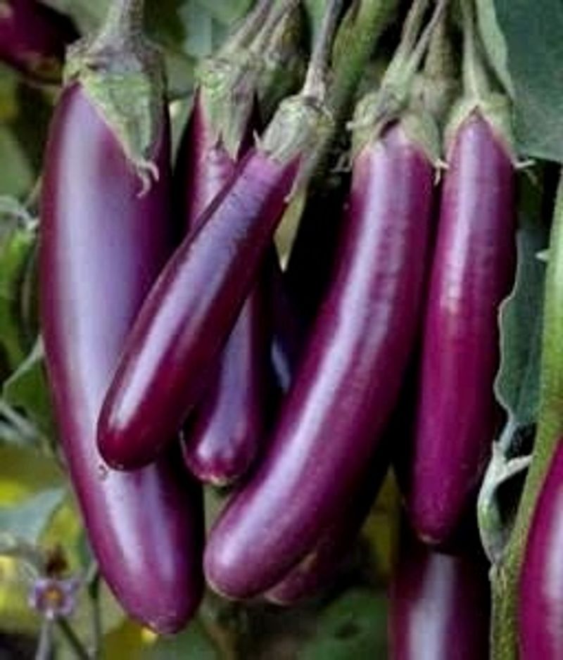 Long Violet Brinjal Seeds ( 2000 seed Per Packet