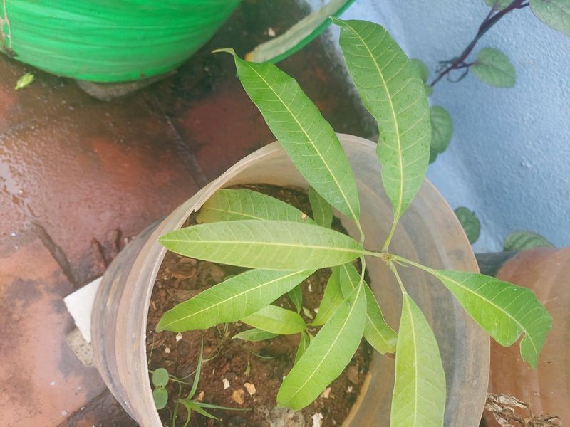 Mango Sapling