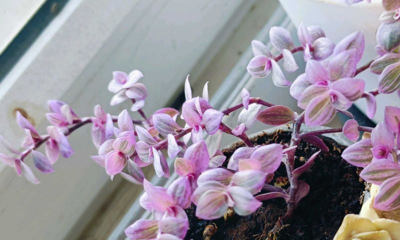 Tradescantia Pink Panther Plant With Small Pot