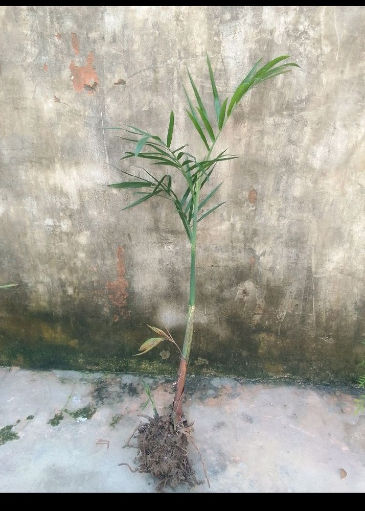 Bamboo Palm Plant (Chamaedorea Seifrizii)