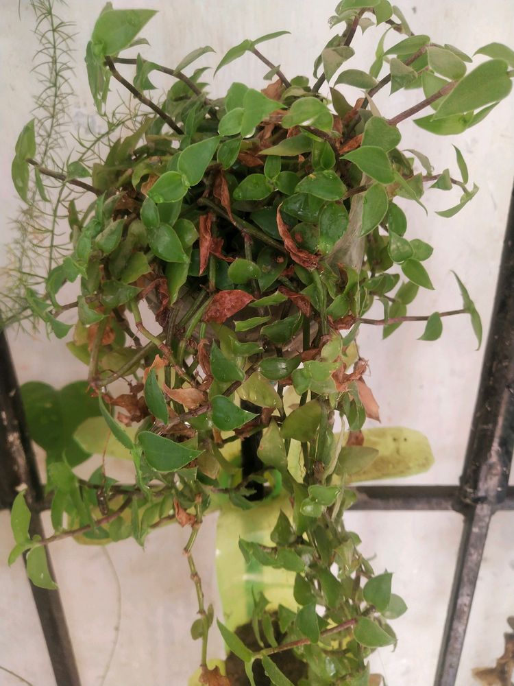 Beautiful 2 Variety Turtle Wine Hanging Plant