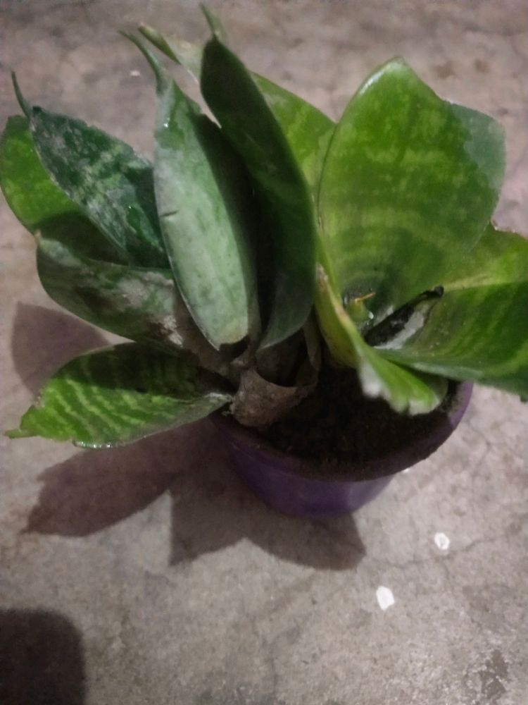 Drawft Snake Bird Next Plant 2 Piece With Pot