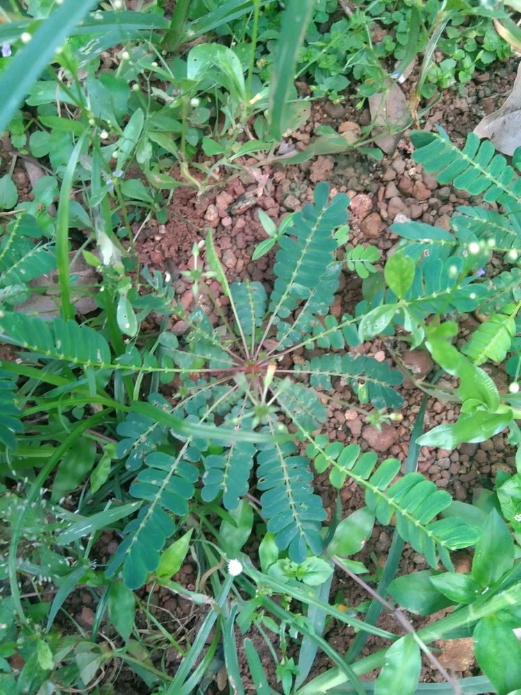 Mukkutti/ Nilappana And Keezharnelli