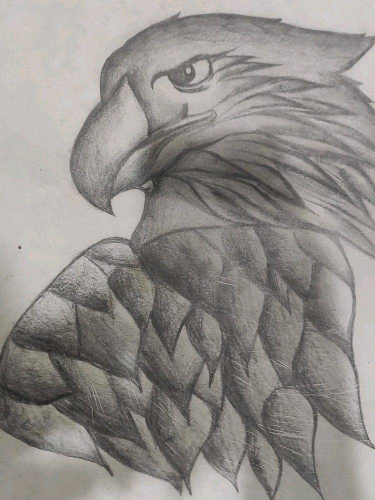 Beautiful Owl Drawing