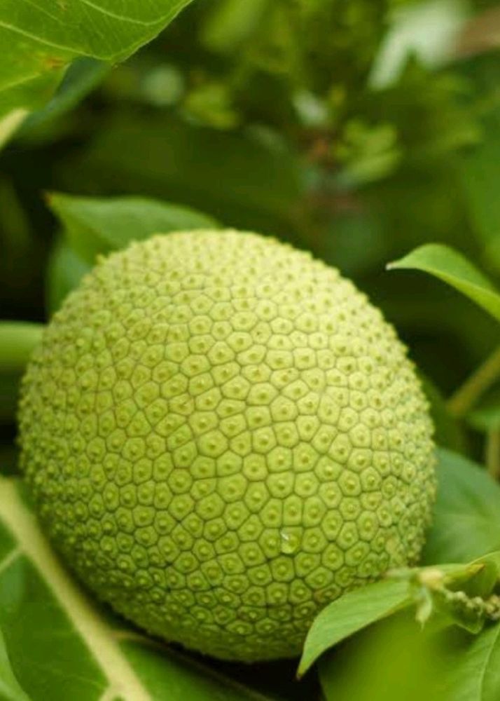 Breadfruit