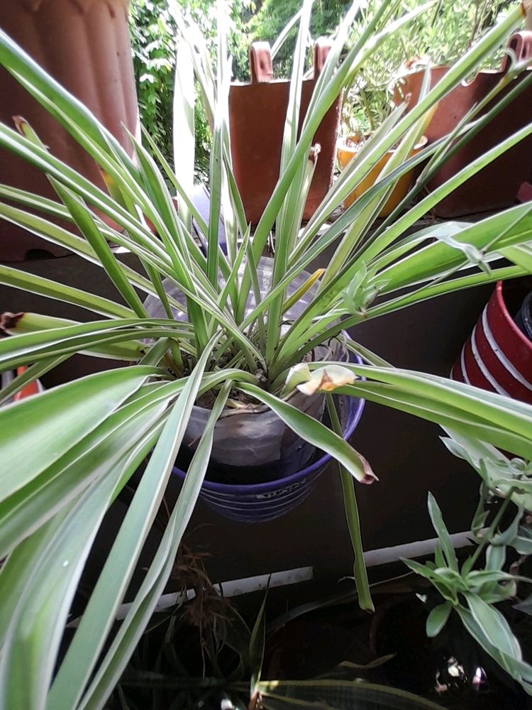 Rooted Spider Plant(one) Without  Pot