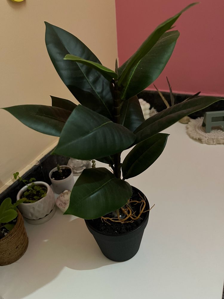 Artificial Rubber Plant