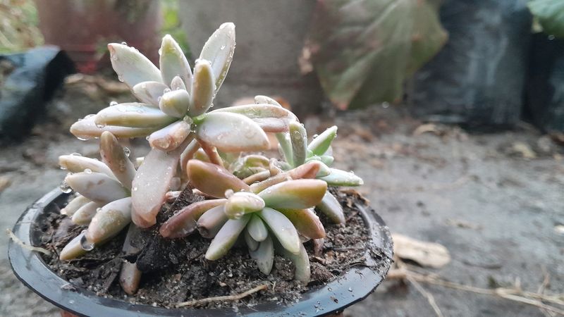 Pachyphytum hookeri Succulent Plant