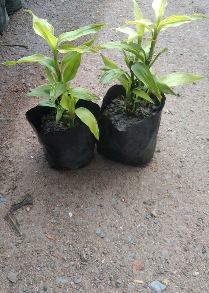 Pair Of Lucky Bamboo