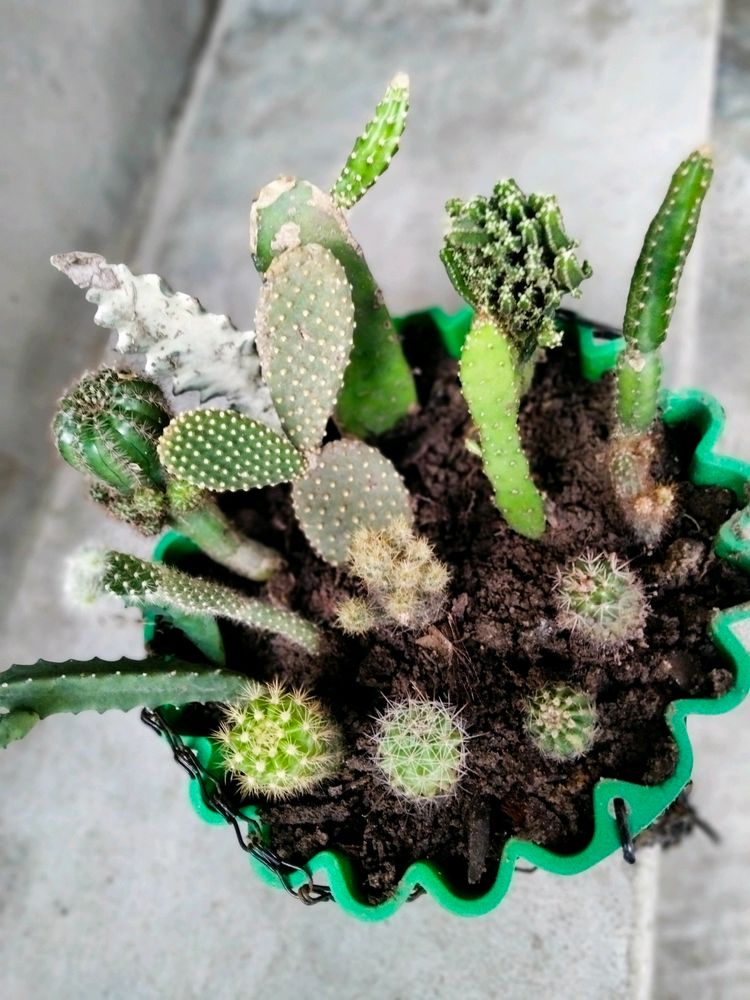 Assorted Cactus (15 Varieties)