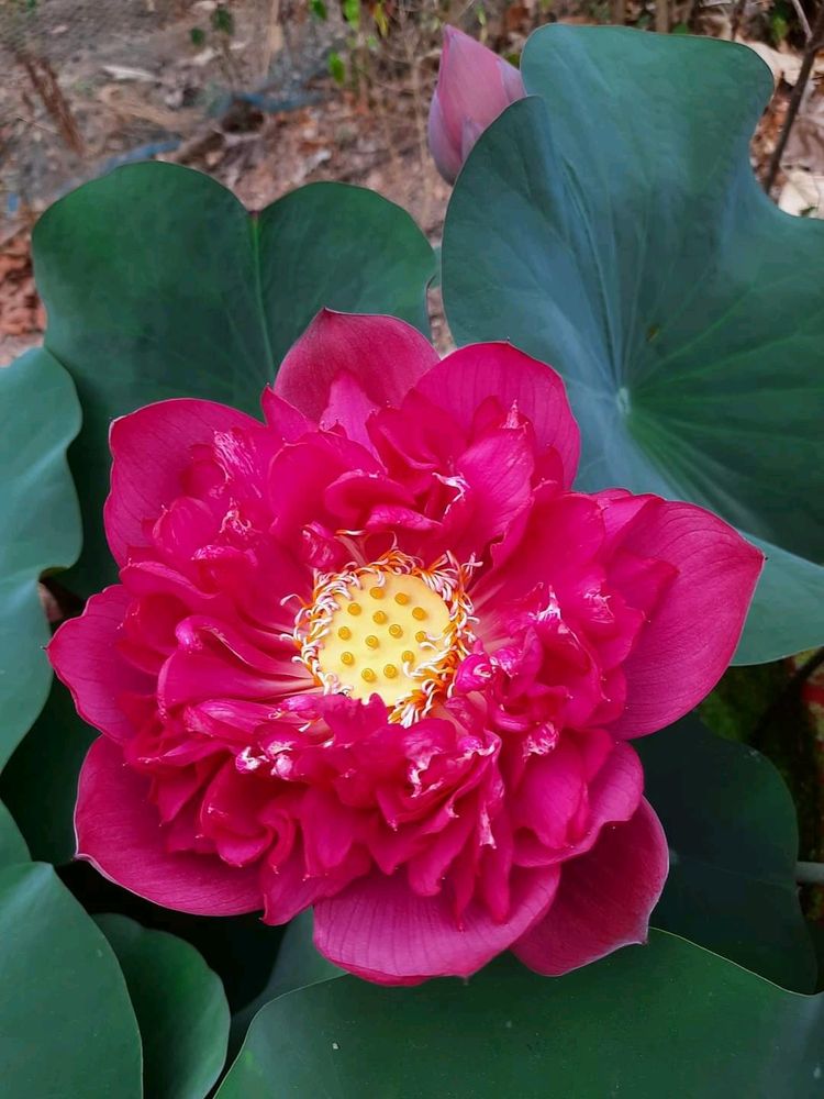 Red Philip Lotus