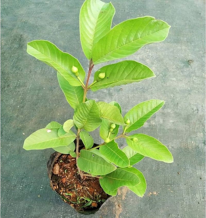 Hybrid Guava Plant