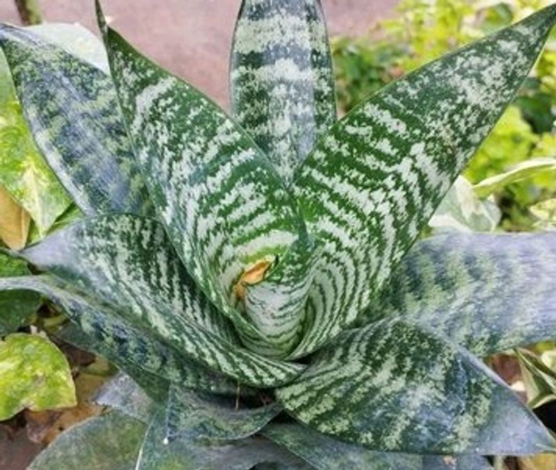 Drawf Snake Plant