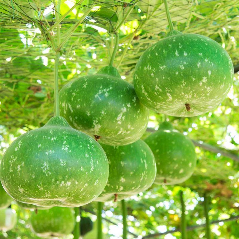 Bottle Gourd Round गोल लौकी के बीज 20 Seeds