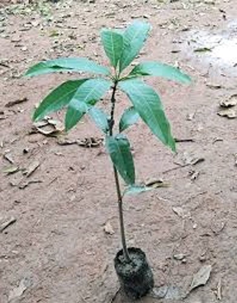 Hybrid Mango Shapling Plant