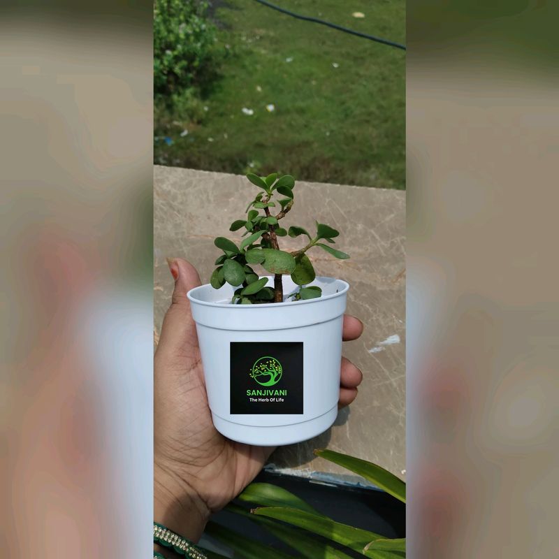 Gudluck Jade Plant With Pot