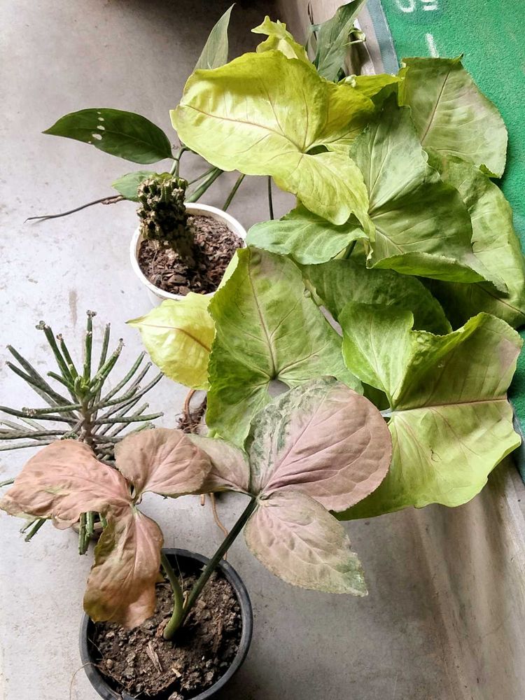 Cuttings And Rooted Mix Plants Combo Offer