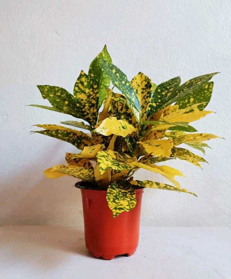 2 Croton Plant