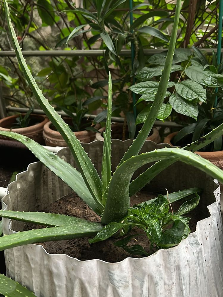 1 Pc Aloe Vera baby Plant In 4" Nursery Pot