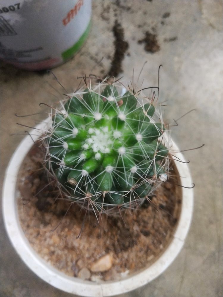 Combo Of 2 Variety Cactus Plant Wth Root