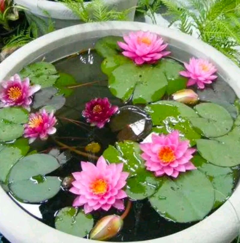 Organik Lotus Flower Seeds 4 To 5