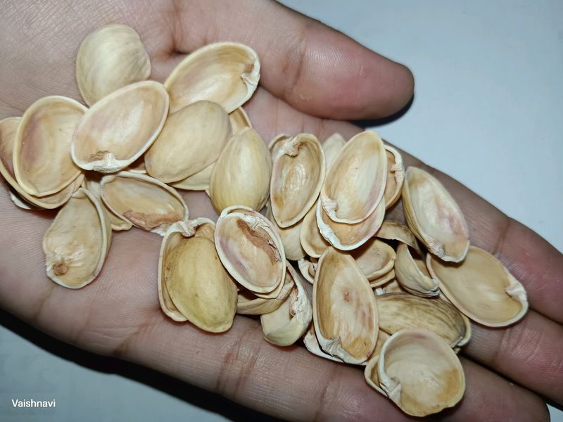 Pista Shells