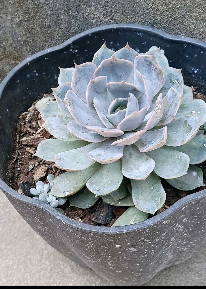 Matured Succulent