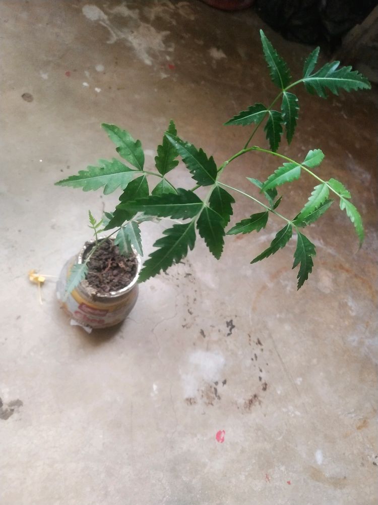 Neem Plant With Healthy Root