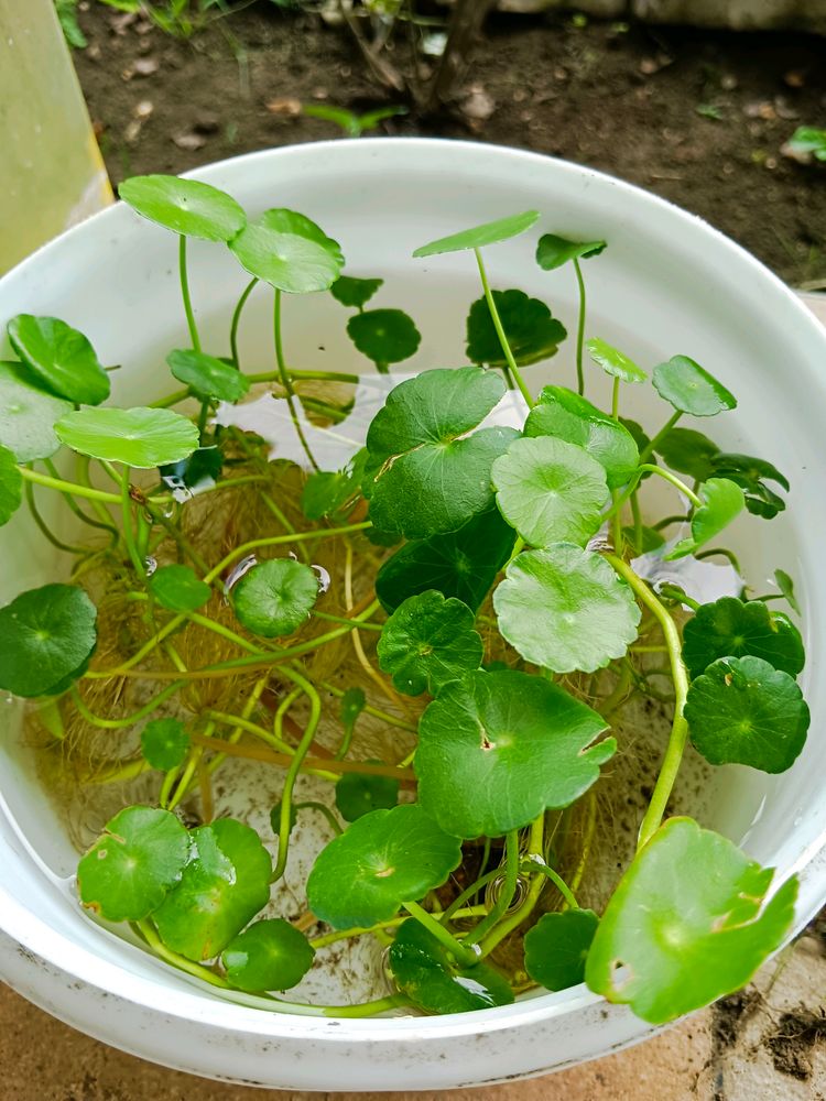 Coin Plants Lucky Plant