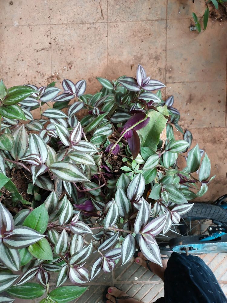 Wandering Jew Purple And Green