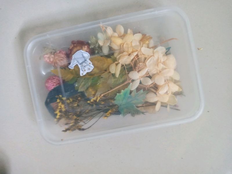 Dried Flowers for Art Work