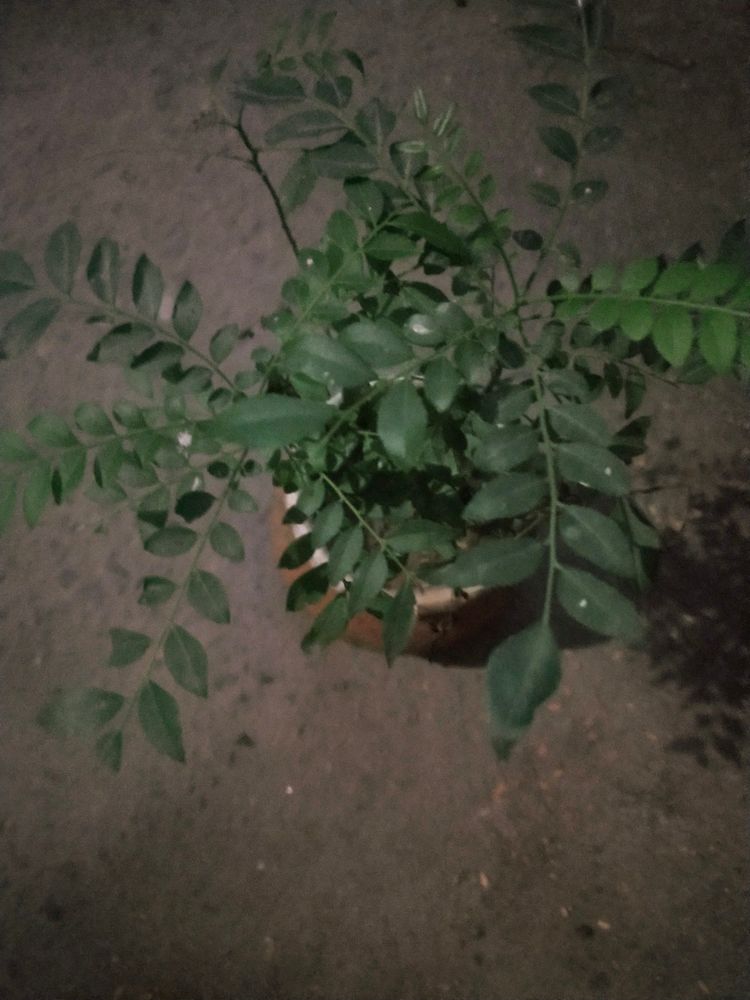 Curry Leaves Healthy Plant With Root