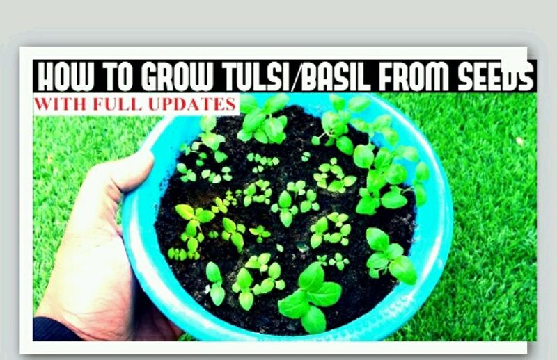 Plant Tulsi Seeds