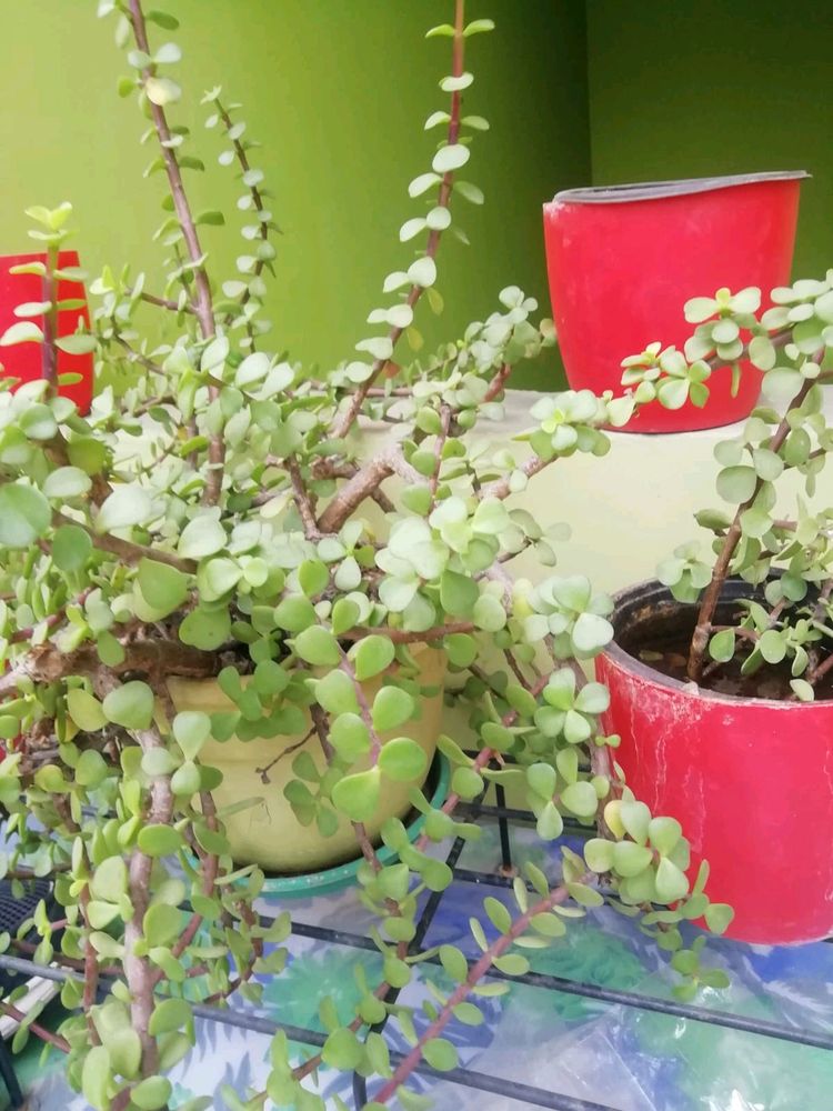 Jade Plant Cuttings With Root And Star Lilly Bulbs