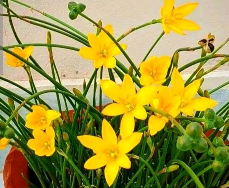 Yellow Rain Lily Seeds