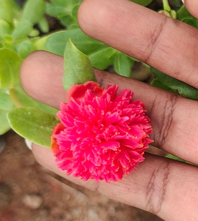 Cinderella Cutting 3 Variety