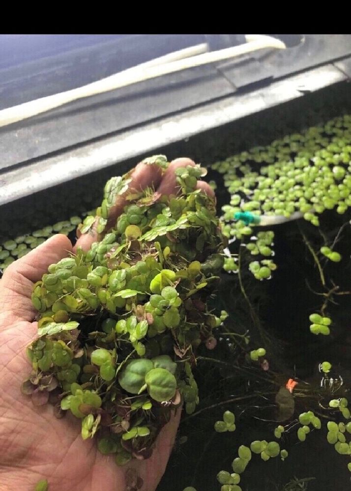 Duck Weed Floating Live Plant Aquarium