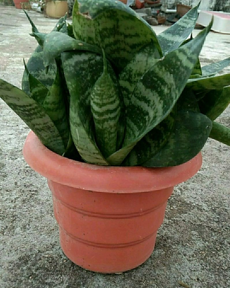 Snake Plant with pot