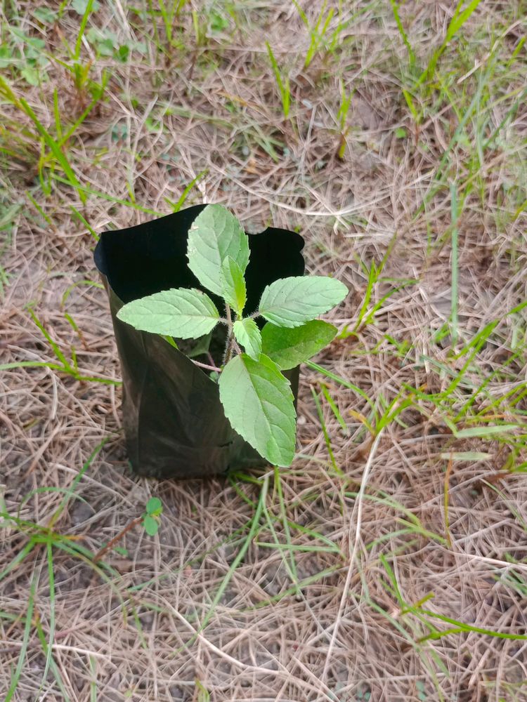 Tulsi Plant